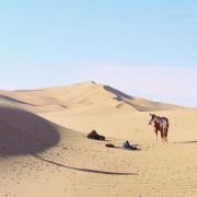 Hidalgo - galeria zdjęć - filmweb