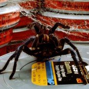 Arachnophobia - galeria zdjęć - filmweb