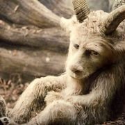Where the Wild Things Are - galeria zdjęć - filmweb