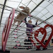 Tajemnice zwierzaków domowych - galeria zdjęć - filmweb
