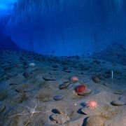 Encounters at the End of the World - galeria zdjęć - filmweb