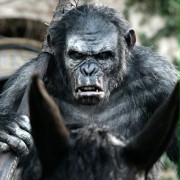 Dawn of the Planet of the Apes - galeria zdjęć - filmweb