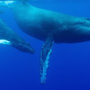 Incredible Animal Journeys - galeria zdjęć - filmweb