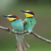 Incredible Animal Journeys - galeria zdjęć - filmweb