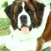 Beethoven - galeria zdjęć - filmweb