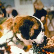 Beethoven - galeria zdjęć - filmweb