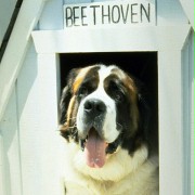 Beethoven - galeria zdjęć - filmweb