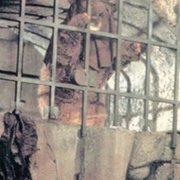 Ewoki: Bitwa o Endor - galeria zdjęć - filmweb