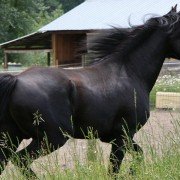 Black Beauty - galeria zdjęć - filmweb