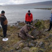 Pirate Gold of Adak Island - galeria zdjęć - filmweb