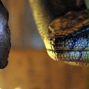 Anacondas: The Hunt for the Blood Orchid - galeria zdjęć - filmweb