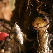 Kuky se vrací - galeria zdjęć - filmweb