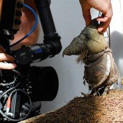 Kuky se vrací - galeria zdjęć - filmweb
