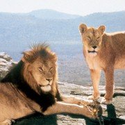 Born Free - galeria zdjęć - filmweb