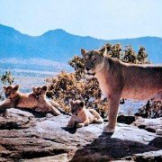 Born Free - galeria zdjęć - filmweb