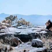 Born Free - galeria zdjęć - filmweb