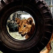 Born Free - galeria zdjęć - filmweb