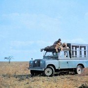 Born Free - galeria zdjęć - filmweb