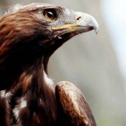 Les aiguilles rouges - galeria zdjęć - filmweb