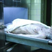 Laid to Rest - galeria zdjęć - filmweb
