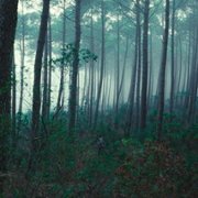 Le règne animal - galeria zdjęć - filmweb