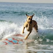Marmaduke - galeria zdjęć - filmweb