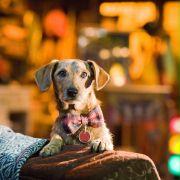 Marmaduke pies na fali - galeria zdjęć - filmweb