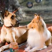 Marmaduke pies na fali - galeria zdjęć - filmweb