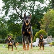 Marmaduke pies na fali - galeria zdjęć - filmweb