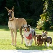Marmaduke - galeria zdjęć - filmweb