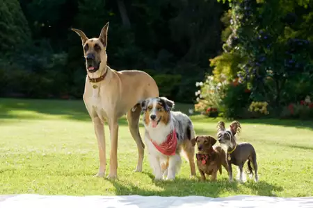 Marmaduke pies na fali - galeria zdjęć - filmweb