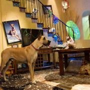 Marmaduke - galeria zdjęć - filmweb