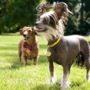 Marmaduke - galeria zdjęć - filmweb
