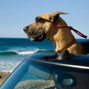 Marmaduke - galeria zdjęć - filmweb