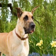 Marmaduke - galeria zdjęć - filmweb