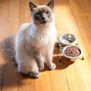 Marmaduke - galeria zdjęć - filmweb