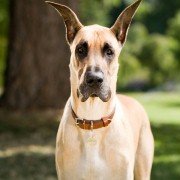 Marmaduke - galeria zdjęć - filmweb