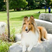 Marmaduke - galeria zdjęć - filmweb
