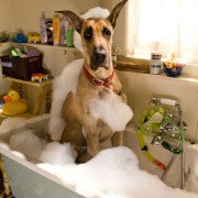 Marmaduke - galeria zdjęć - filmweb