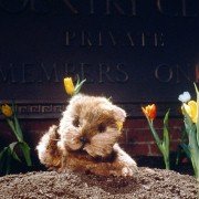 Caddyshack II - galeria zdjęć - filmweb