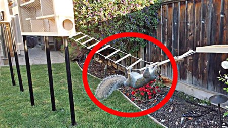 Sezon 2 Odcinek 2 Backyard Squirrel Obstacle Course