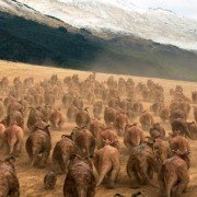 Walking with Dinosaurs - galeria zdjęć - filmweb