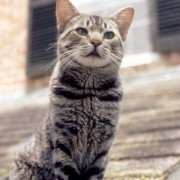 Cat's Eye - galeria zdjęć - filmweb