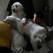 Belle et Sébastien 3, le dernier chapitre - galeria zdjęć - filmweb