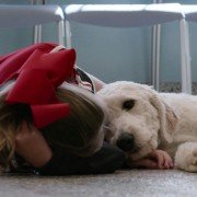 Dogs - galeria zdjęć - filmweb
