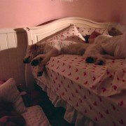 Dogs - galeria zdjęć - filmweb