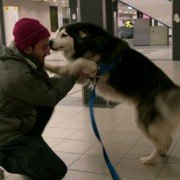 Dogs - galeria zdjęć - filmweb