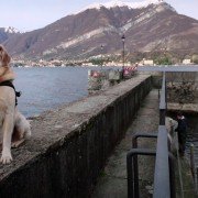 Dogs - galeria zdjęć - filmweb