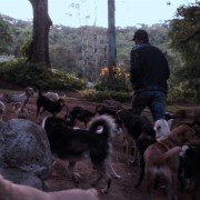 Dogs - galeria zdjęć - filmweb