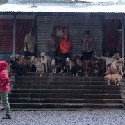 Dogs - galeria zdjęć - filmweb